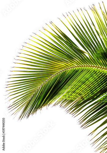 palme de cocotier sur fond blanc 