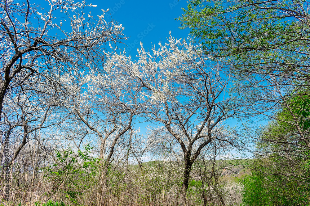 Old flowering fruit trees. Trees with white flowers in spring and young green grass. Old flowering fruit trees. Trees with white flowers in spring and young green grass.