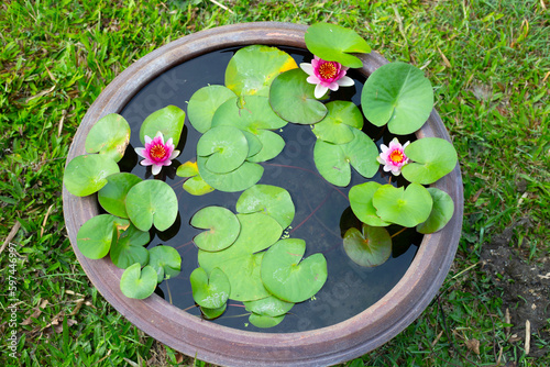 Beautiful water lily. Lotus flower pot