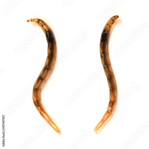 Larvae Ceratopogonidae is a family of flies commonly known as no-see-ums, or biting midges, isolated on white background. Extremal close-up. photo