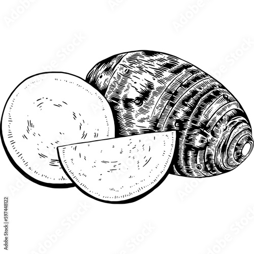 Hand drawn Taro Sketch Illustration