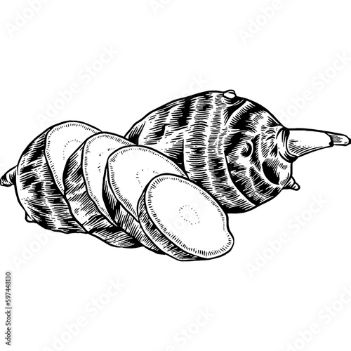 Hand drawn Taro Sketch Illustration