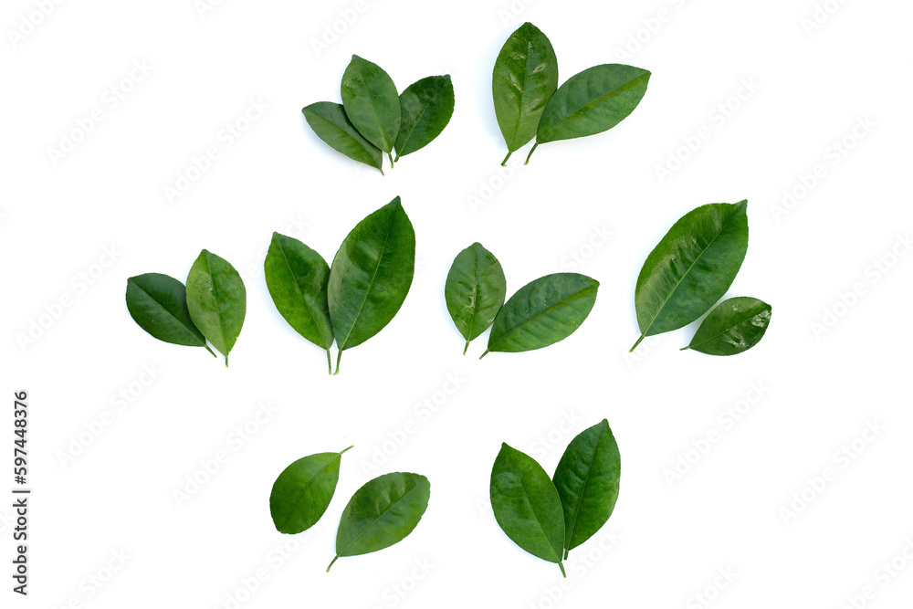 Citrus leaves on a white background. Top view Citrus leaves on a white background. Top view