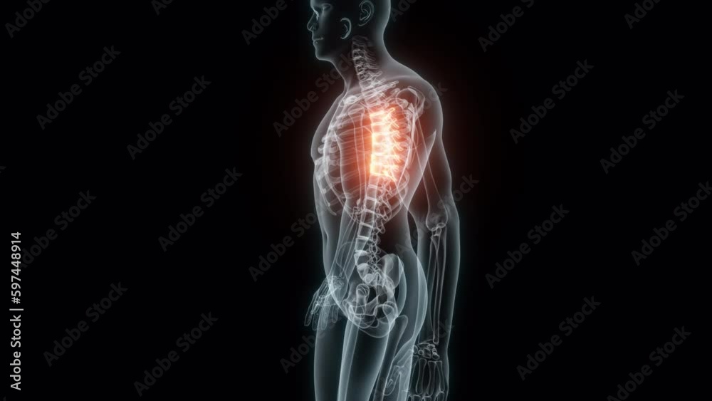 3D Rendering of a Medical Animation of the Spine ,Thoracic Vertebrae. X-ray of the Spine. 3D Rendering of a Medical Animation of the Spine ,Thoracic Vertebrae. X-ray of the Spine.