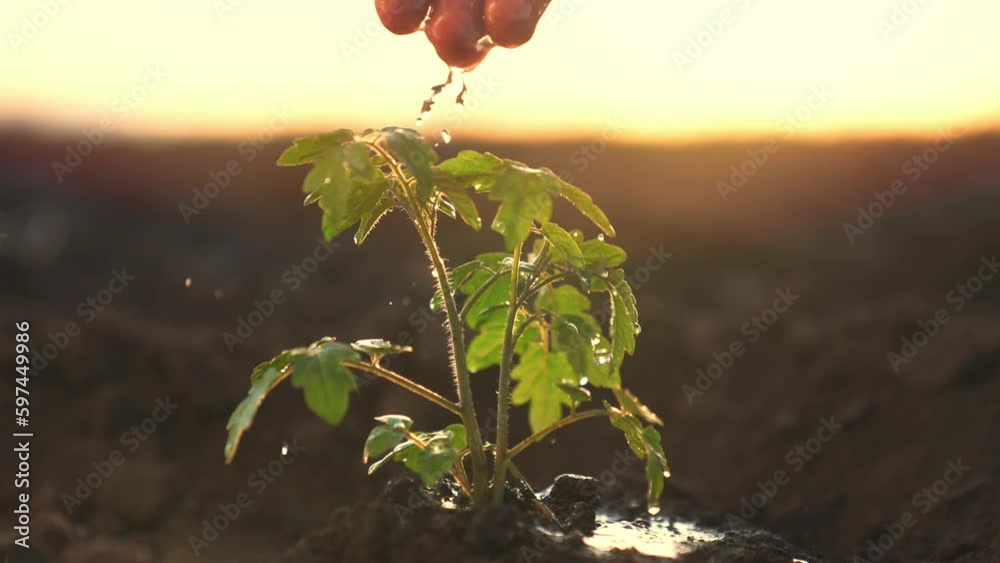 Sprouting Video agriculture. farmer hand watering a green sprout into the soil ...