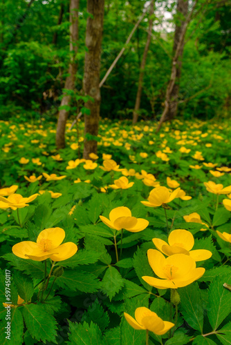 Glade of yellow flowers in the forest. Chylomecon. Endemic of the Far East. It occurs wild in East Asia: in the far east of Russia; in Korea, northeast China, and the Japanese islands. 