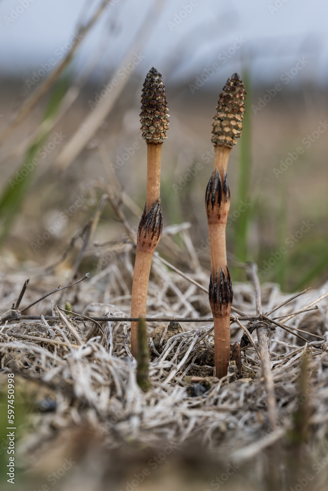 Obraz premium Horsetail growing in the field