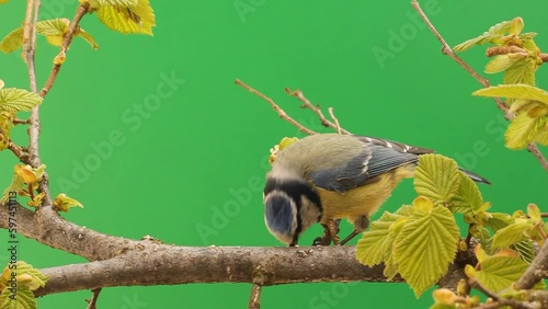 A blue tit (Cyanistes caeruleus) pecks on a twig - green box