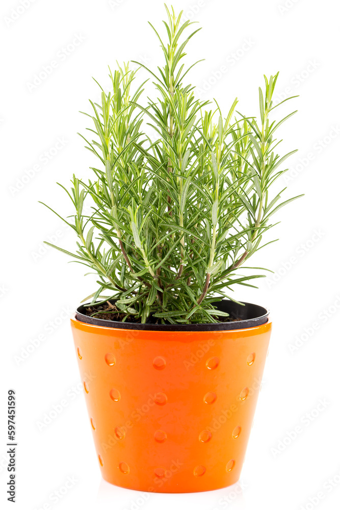 rosemary inside a black pot rosemary inside a black pot