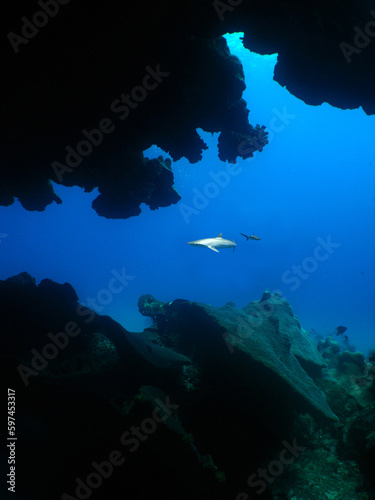 a shark seen from a cave in the caribbean sea