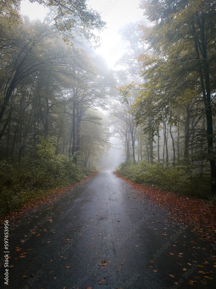 Foggy forest.
