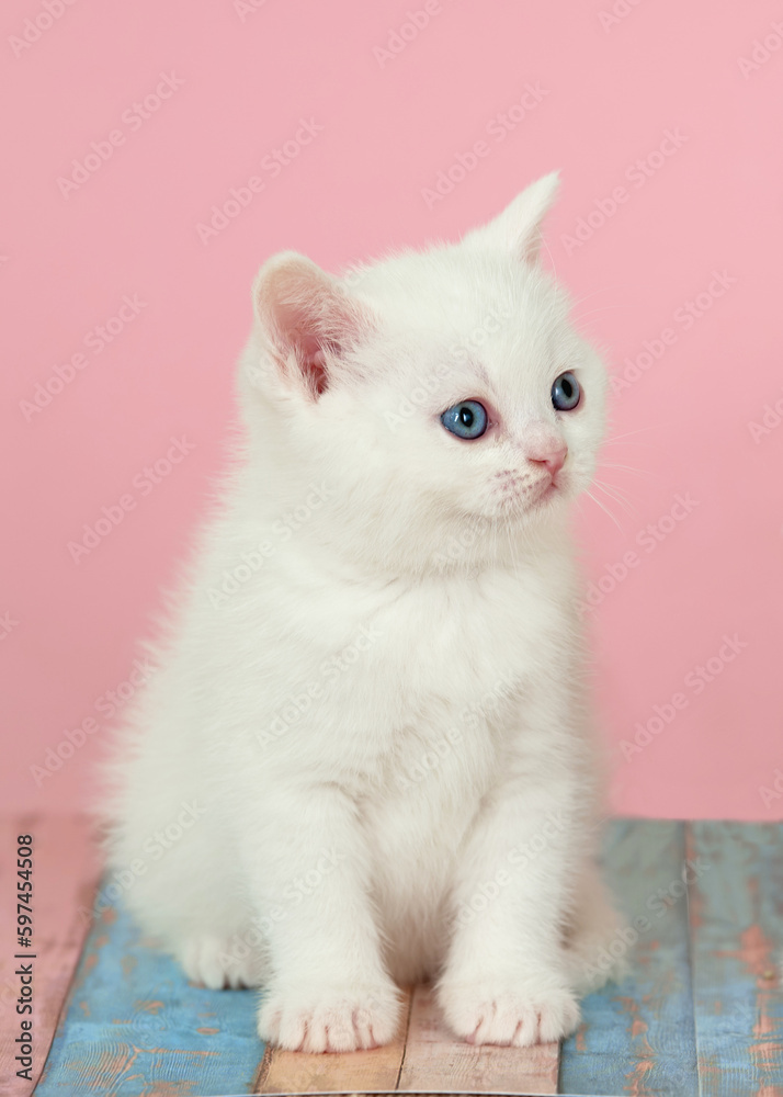 kitte with blue eyes