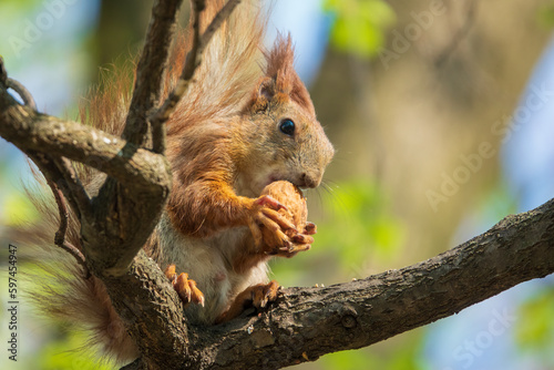 Cute red squirrel sitting on the tree and holding a nut