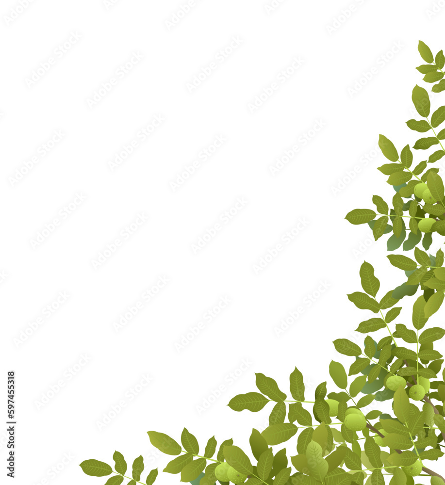 Branches Walnut tree with ripe fruits. Corner frame. Garden plant with edible harvest. Isolated on white background. Branch with foliage and leaves. Vector Branches Walnut tree with ripe fruits. Corner frame. Garden plant with edible harvest. Isolated on white background. Branch with foliage and leaves. Vector