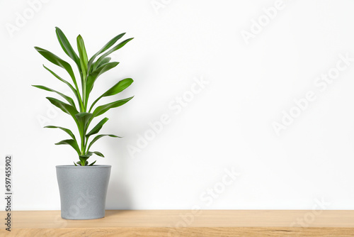 Potted dracaena on wooden table near white wall, space for text. Beautiful houseplant