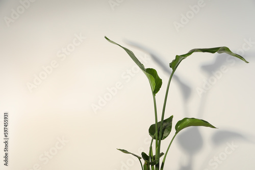 Beautiful strelitzia near white wall  space for text. Exotic houseplant