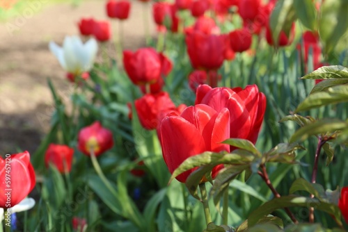 Beautiful red tulip flowers growing in garden, closeup. Spring season