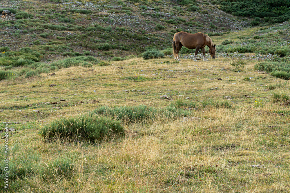 Summer green meadow with grazing horse