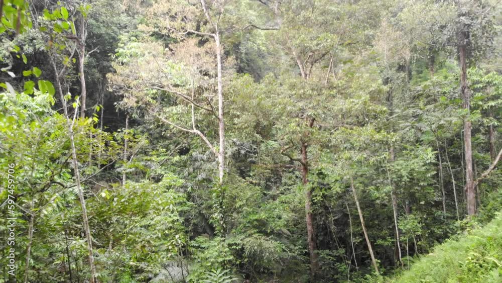 Aerial tour of beautiful tropical forest in Batu Caves - moving backwards Aerial tour of beautiful tropical forest in Batu Caves - moving backwards