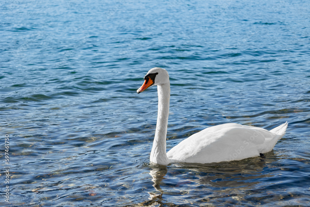 Close-up and selective focus of a white swan swimming in lake Como city of Varenna.