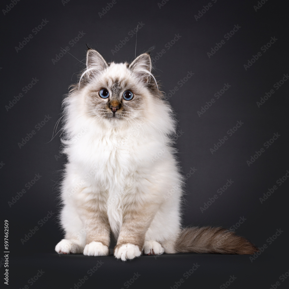 Super cute tabby point fluffy Sacred Birman cat kitten, sitting up facing front. Looking up and above camera with adorable face and mesmerizing blue eyes. Isolated on a black backgroud.