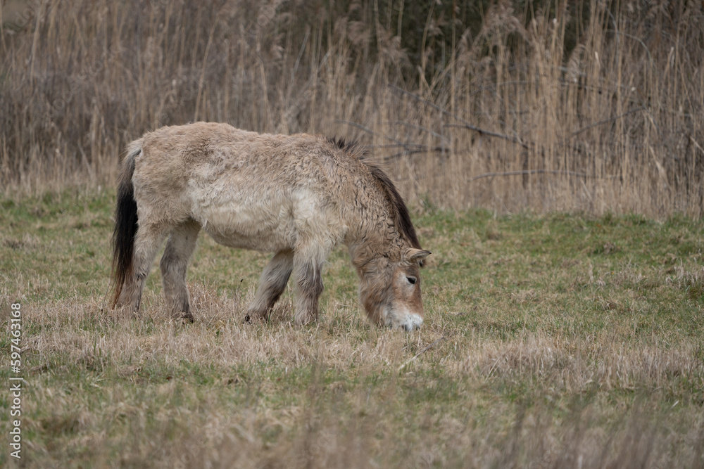 A Przewalski's horse eating grass in the wild A Przewalski's horse eating grass in the wild