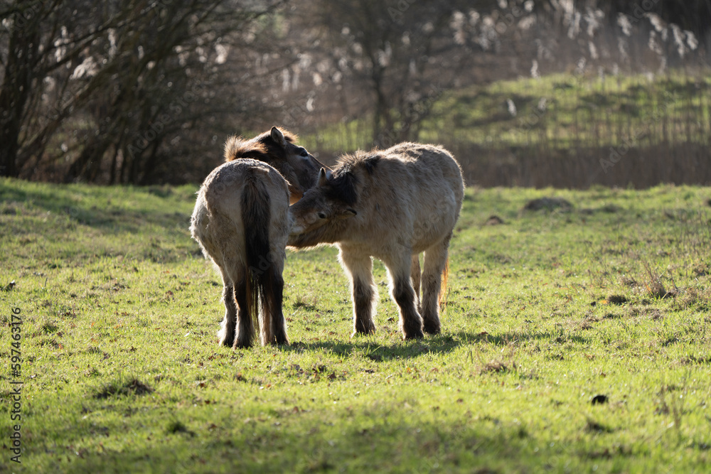 Two Przewalski's horses cleaning each other in the morning Two Przewalski's horses cleaning each other in the morning
