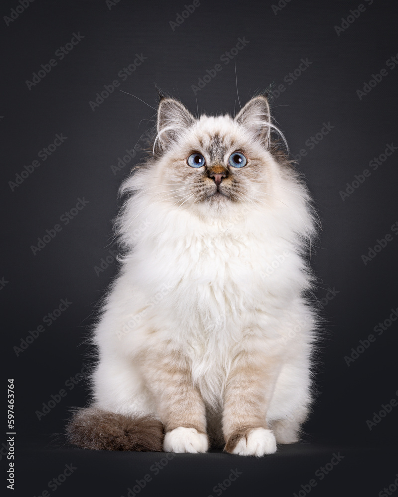 Super cute tabby point fluffy Sacred Birman cat kitten, sitting up facing front. Looking up and above camera with adorable face and mesmerizing blue eyes. Isolated on a black backgroud.