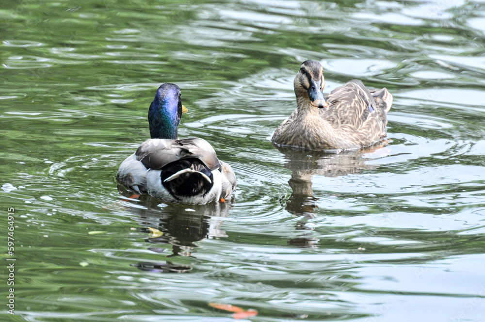 The purple headed wild duck in the pond was photographed at the Changsha Ecological Zoo in China. The purple headed wild duck in the pond was photographed at the Changsha Ecological Zoo in China.