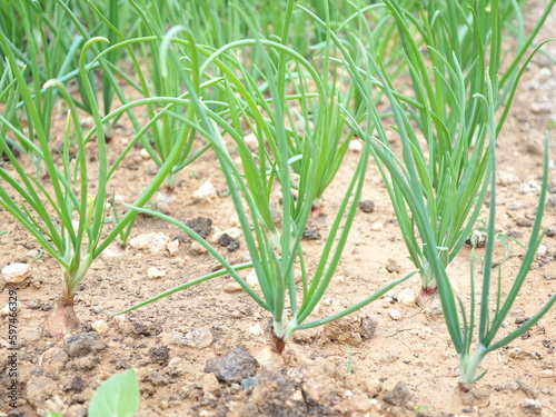 Green onions growing in the vegetable garden. Closeup photo, blurred.