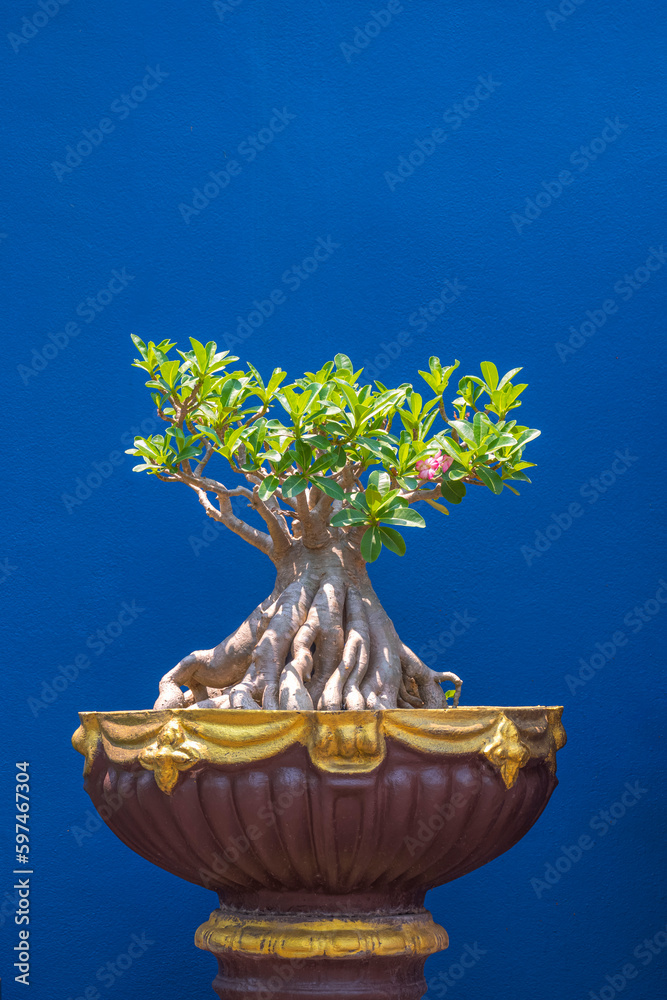 Beautiful Desert Rose Bonsai tree growing on vintage clay flowerpot in