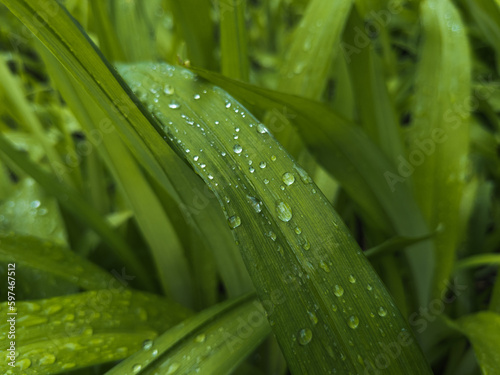 Close-up of raindrops on green grass or leaves. Beautiful texture of leaves with drops or dew