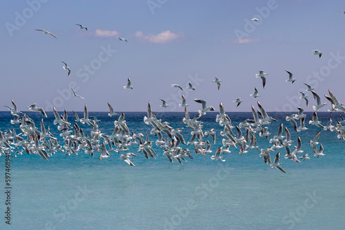 Flock of seagulls flying in front of blue sea and sky