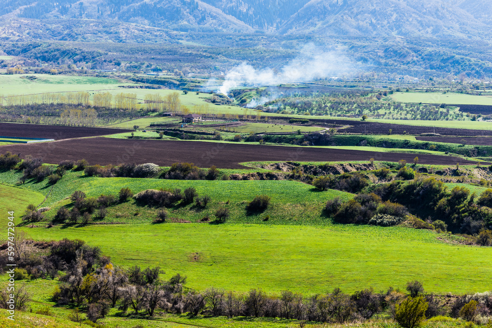 Obraz premium rice field
