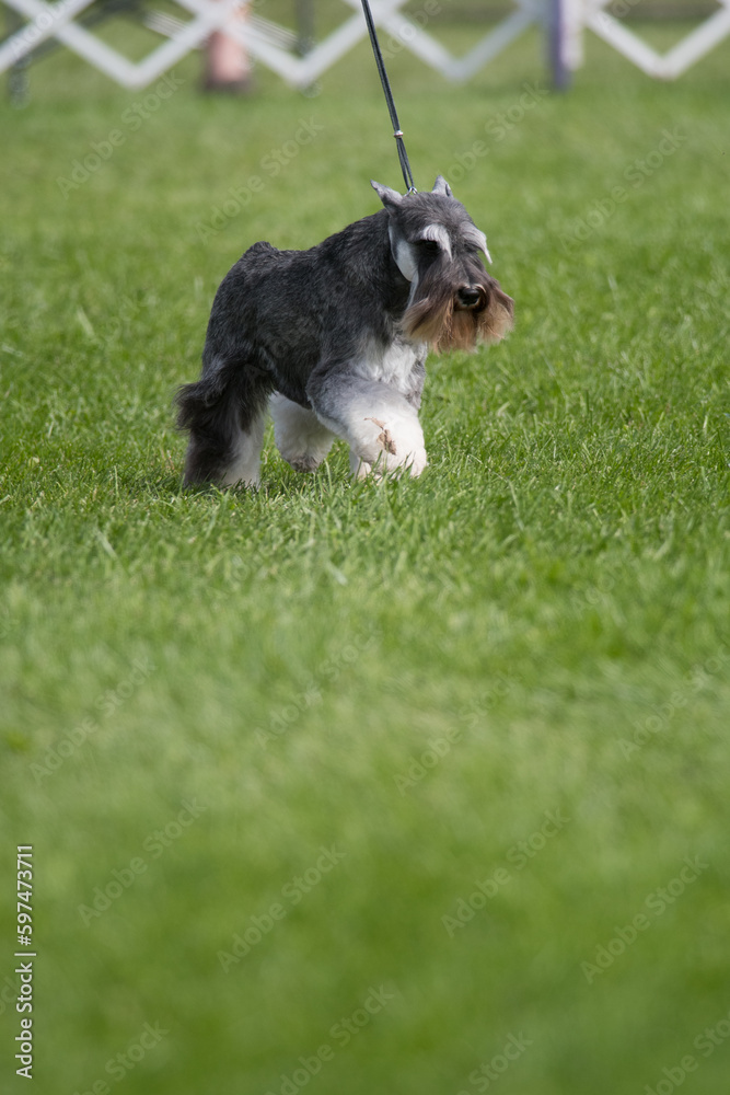 Miniature Schnauzer competing in a dog show in New York