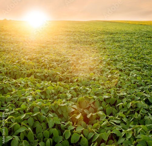 soybean leaves in focus, hills of the soybean field in the warm rays