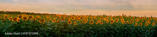 Big panoramic view field of sunflowers by summertime evening, sunset time.