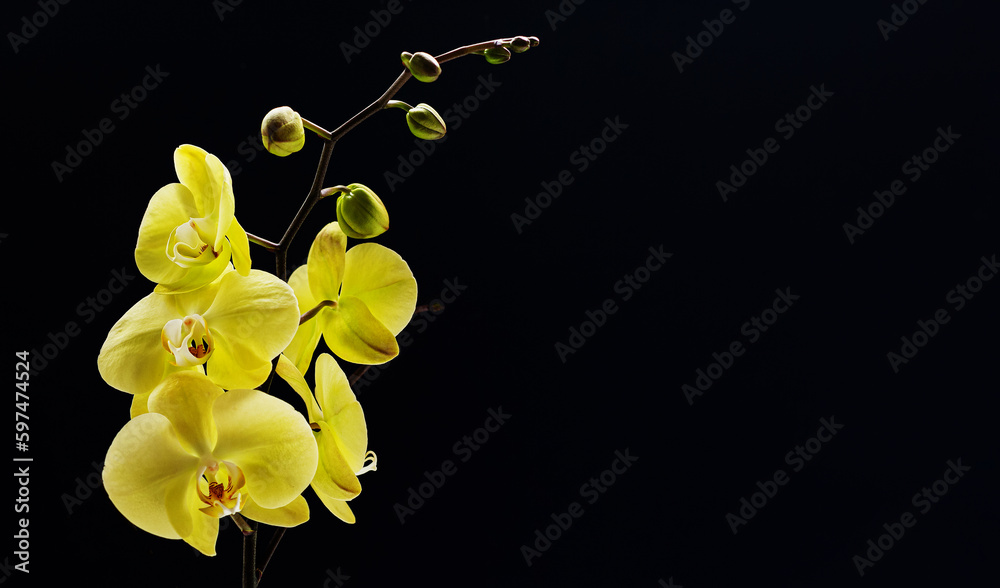 Naklejka premium Flowers of yellow Orchid Sahara phalaenopsis on black background. Beautiful home plants. Selective focus. Copy space for your text..