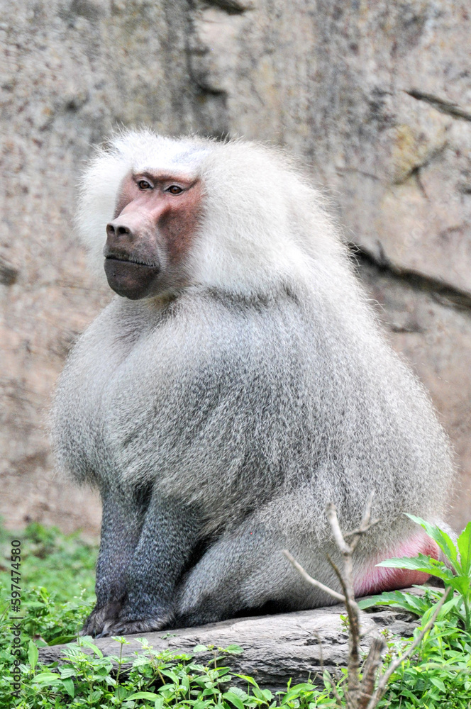 A sitting and resting baboon, photographed at the Changsha Ecological Zoo in China. A sitting and resting baboon, photographed at the Changsha Ecological Zoo in China.