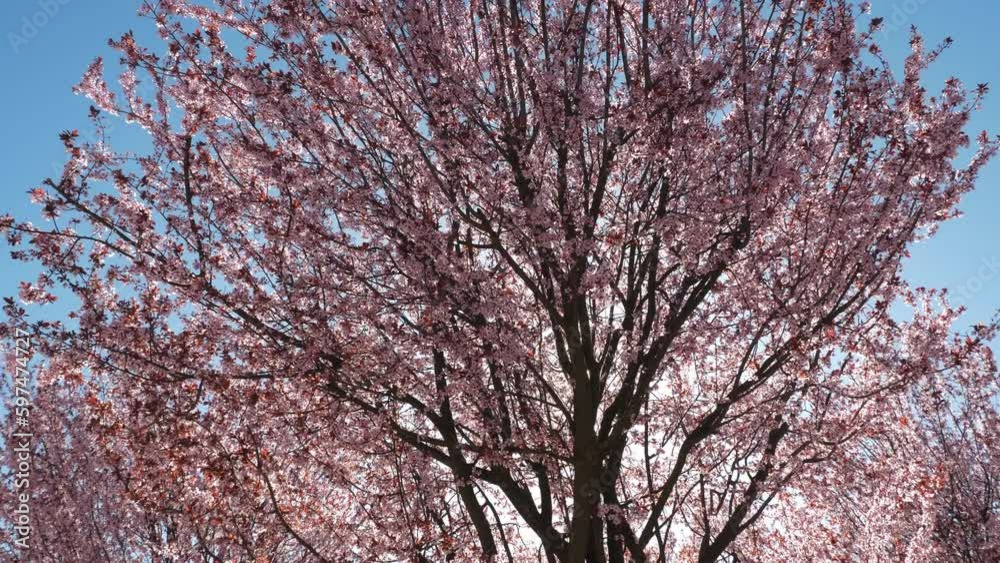 Beautiful pink branches of cherry blossoms on a background of blue sky and sunlight. Sakura flowers, beautiful cherry blossoms in spring in the garden, background of nature flowers, copy space. Beautiful pink branches of cherry blossoms on a background of blue sky and sunlight. Sakura flowers, beautiful cherry blossoms in spring in the garden, background of nature flowers, copy space.