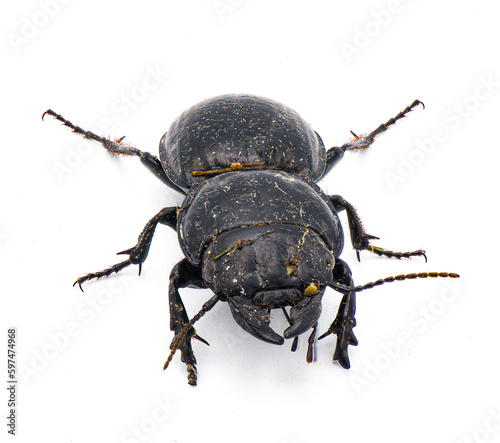 Moderately smooth warrior beetle - Pasimachus sublaevis - isolated on white background.  Pic taken after found coming out of dirt and leaf litter so it’s filthy and dirty. Front top face view © Chase D’Animulls