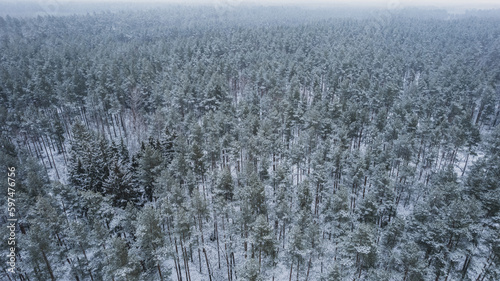 Aerial view of the snowy pine forest. Winter landscape. 