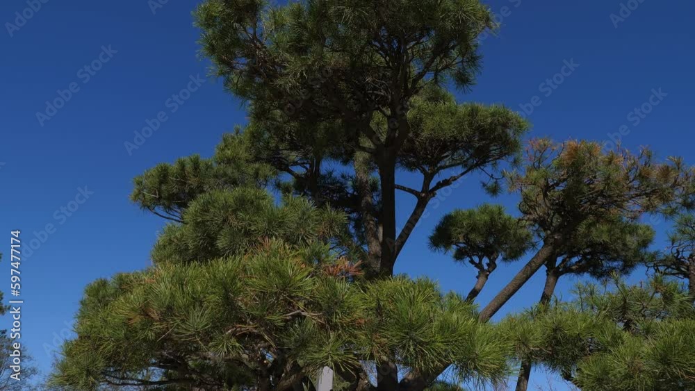 Japanese coniferous tree in a beautiful modern city park, the camera slowly moves backwards. An evergreen fir tree on the background of a blue sky and a park. Japanese coniferous tree in a beautiful modern city park, the camera slowly moves backwards. An evergreen fir tree on the background of a blue sky and a park.