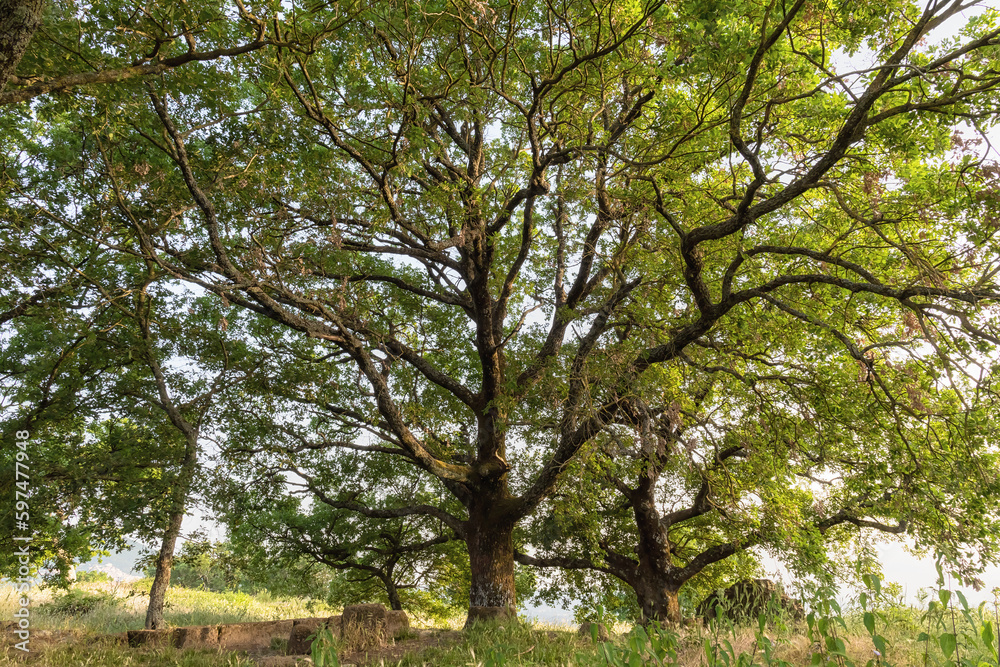 Fototapeta premium Oak tree, Cerro. Quercus cerris Cerro