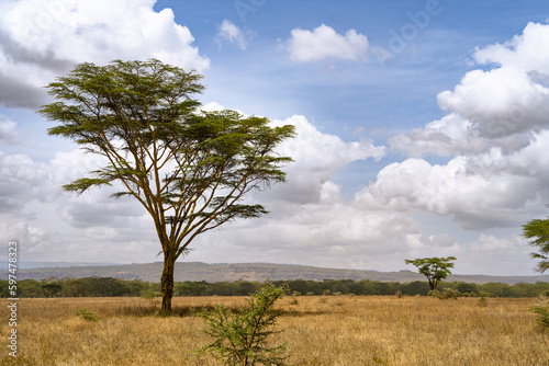 Wildlife in Nakuru National Park  Kenya