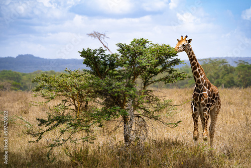 Wildlife in Nakuru National Park  Kenya