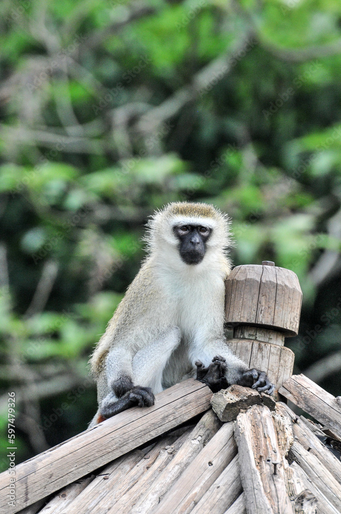 Climbing long tailed monkey/ guenon /langur , photographed at the Ecological Zoo in Changsha, China.