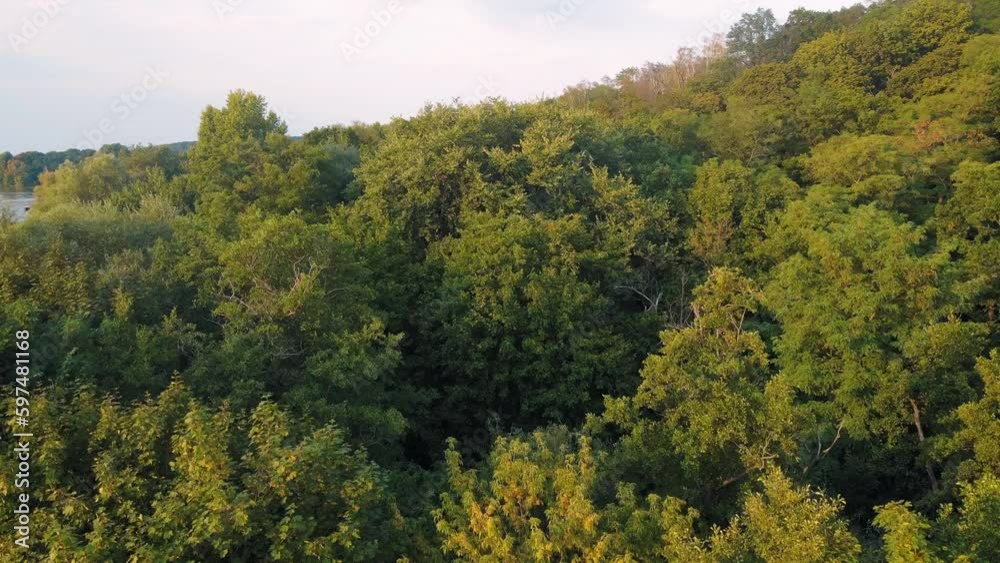 Aerial landscape of trees in Grunewald forest during summer in Berlin Aerial landscape of trees in Grunewald forest during summer in Berlin