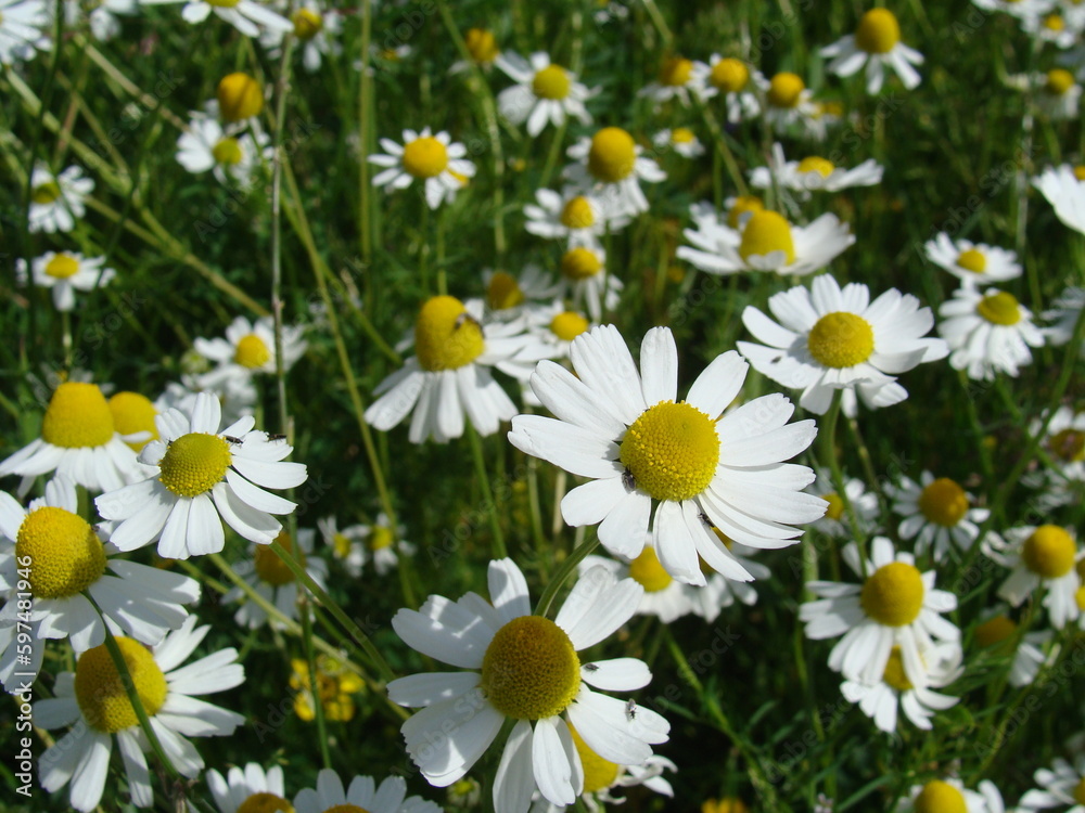 Heilpflanze Matricaria chamomilla Echte Kamille
Feld mit vielen Pflanzen Blumenwiese Heilpflanze Matricaria chamomilla Echte Kamille
Feld mit vielen Pflanzen Blumenwiese
