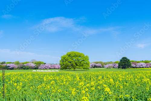 昭和記念公園の原っぱに咲く菜の花